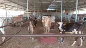Die Viehzucht konnte erweitert werden - mittlerweile gehört die Goshen Famr zu einer der Vorzeigefarmen der Region